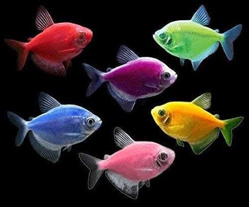 FISH FOOD