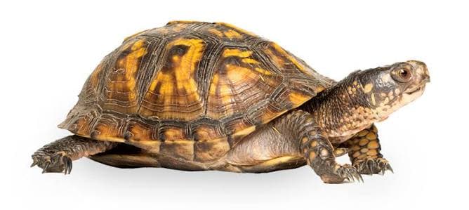 TURTLE FOOD